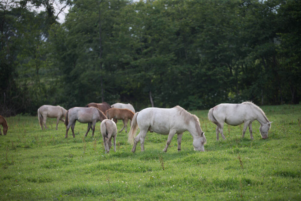 Dosanko / Hokkaido Pony